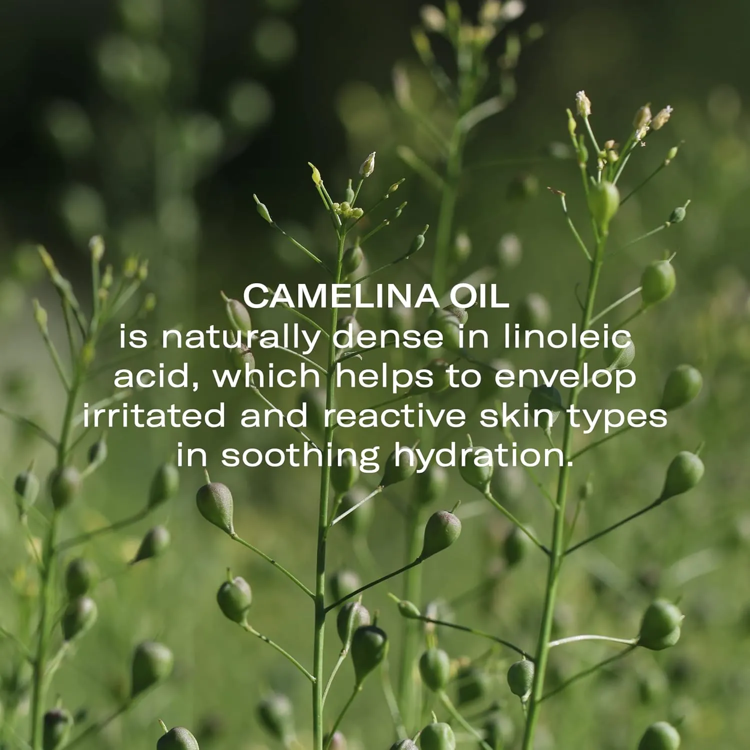 Odacité Anti Aging Serum Concentrate with Camelina   Chamomile, For Sensitive Skin Glow - Lightweight and Hydrating Facial Oil for Redness, Sensitivity & Irritation - 0.17 fl. oz